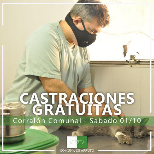 castracciones-arrufo