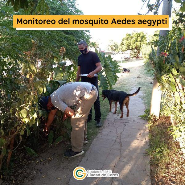 control dengue