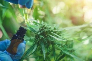 cannavis medicinal