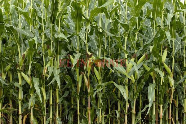 el-maiz-mejor-como-alimento-que-como-biocombustible_full_landscape