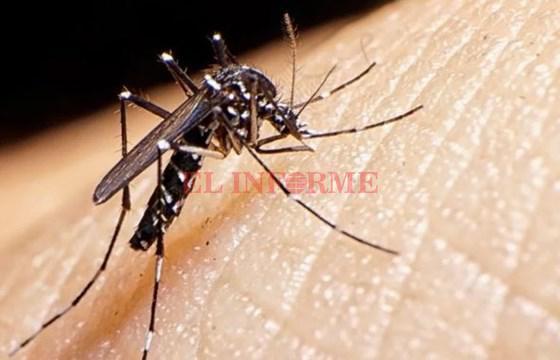 dengue-mosquito