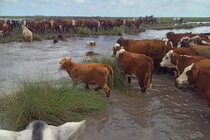 vacas inundacion