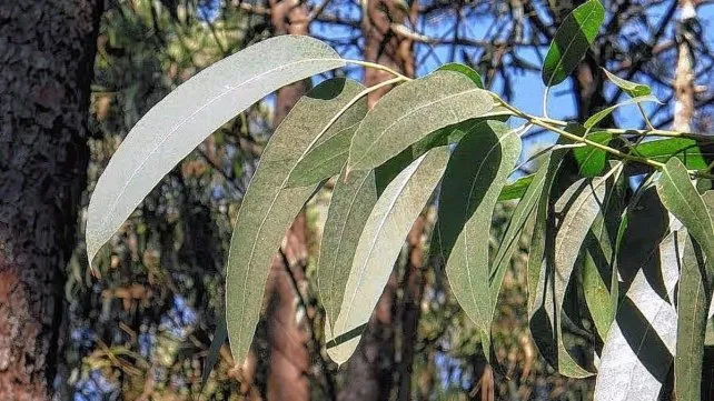 multimedia.normal.a7e194cd5b998497.YWd1YXJpYmF5LXJlcGVsZW50ZS1tb3NxdWl0b3MtZGVfbm9ybWFsLndlYnA=