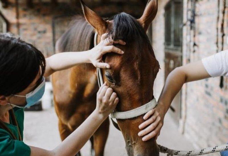 emergencia-sanitaria-800x548