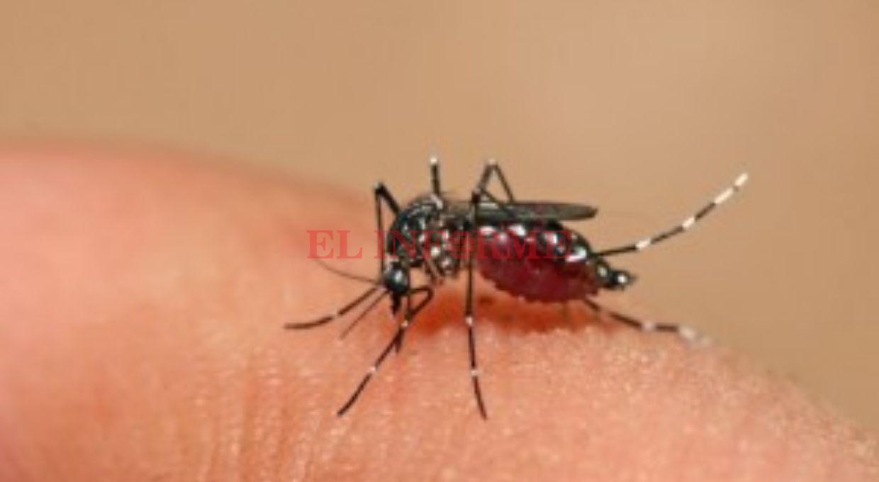dengue (1)
