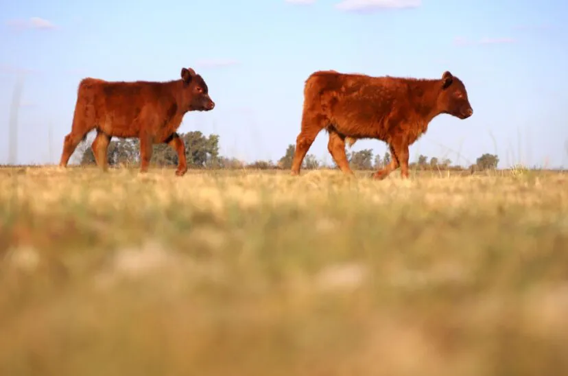 ganado-en-pie-hacienda-828x548