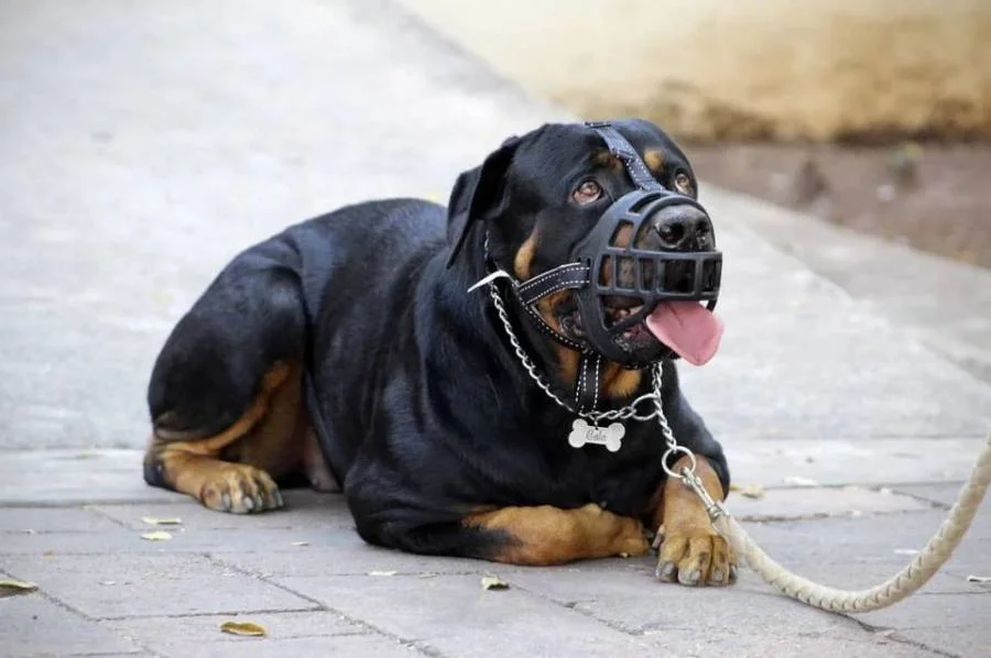 perro con bozal