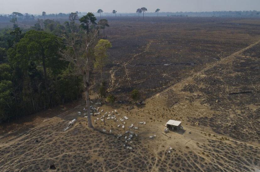 2022-deforestacion-amazonas-828x548