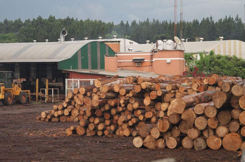Industria-forestal-Economias-Regionales-828x548