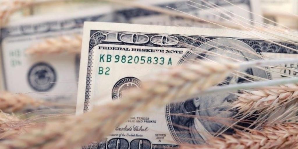 dolar campo expotacion