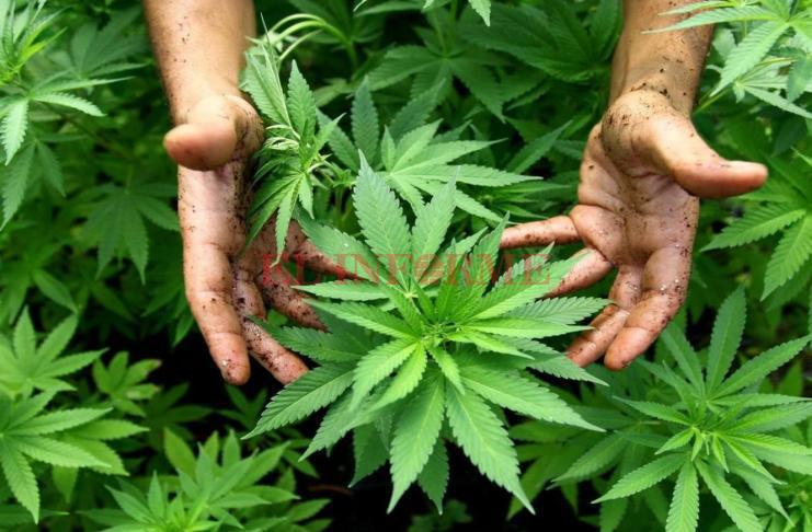 SM-autocultivo-cannabis-22072020