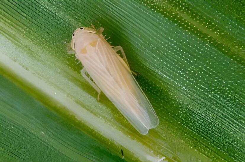 chicharrita-maiz-828x548