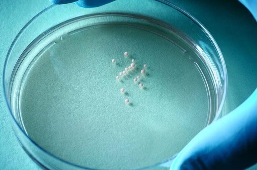 Parche-genetico-828x548