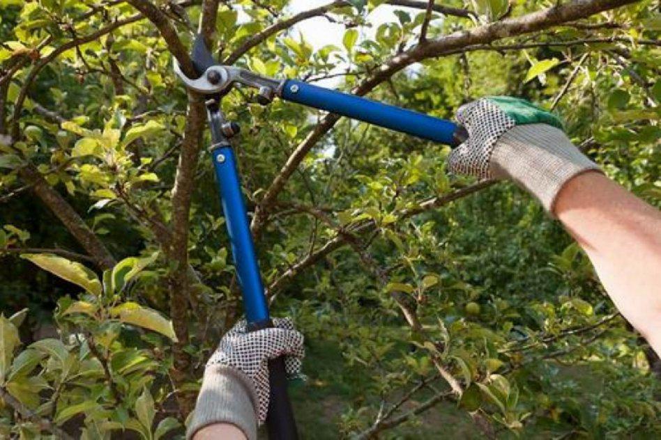 poda de arboles