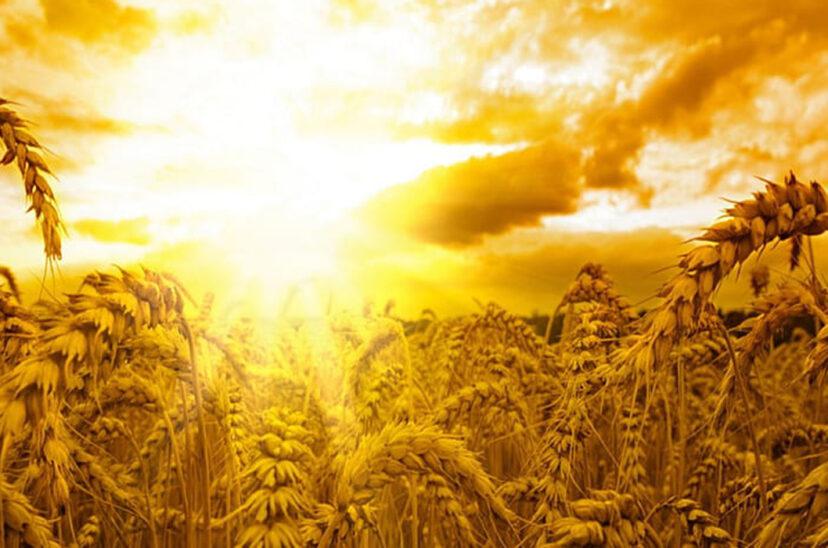 trigo-calor-828x548