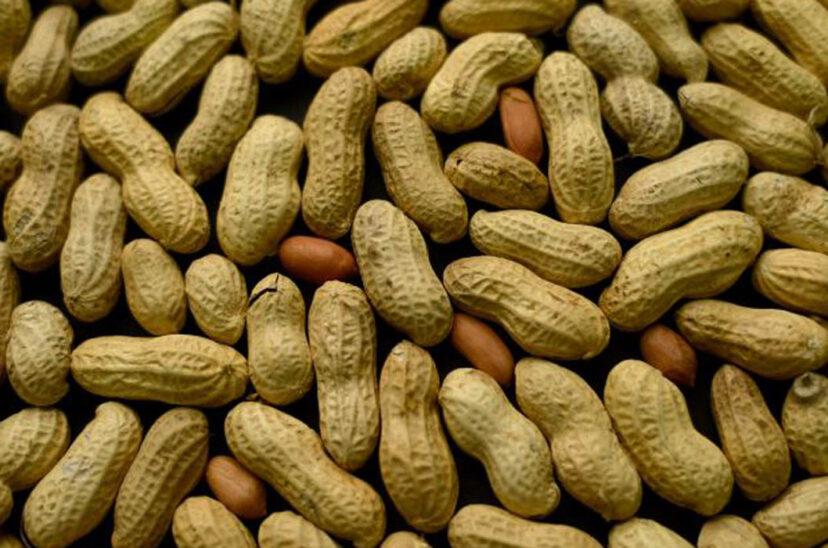 Mani-exportaciones-828x548