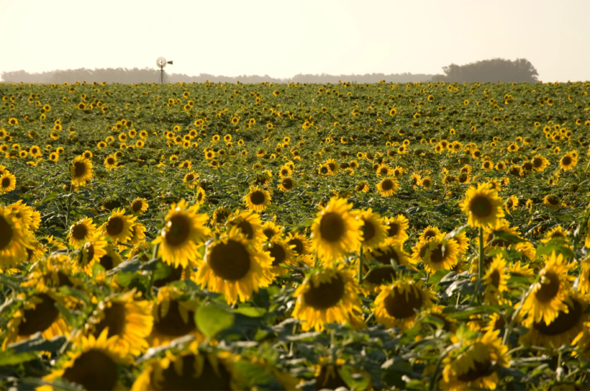 siembra-de-girasol-828x548