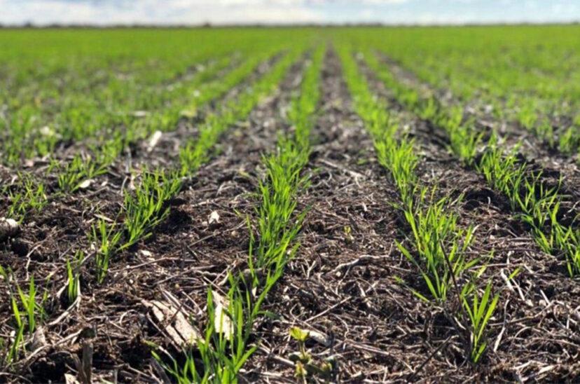 siembra-trigo-argentina-828x548