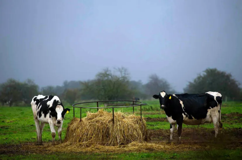 vacas-ganado-ganaderia-12-08-2022_el_gobierno_bonaerense_aprobo_hoy-828x548