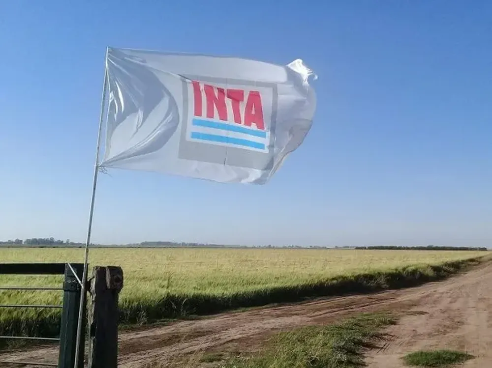 inta bandera