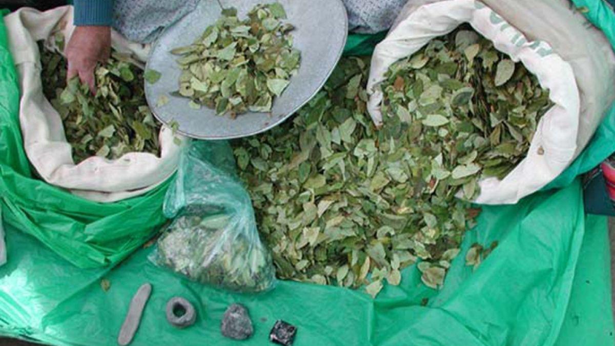 foto-ilustrativa HOJA DE COCA
