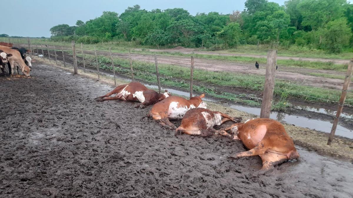 VACAS-RAYO