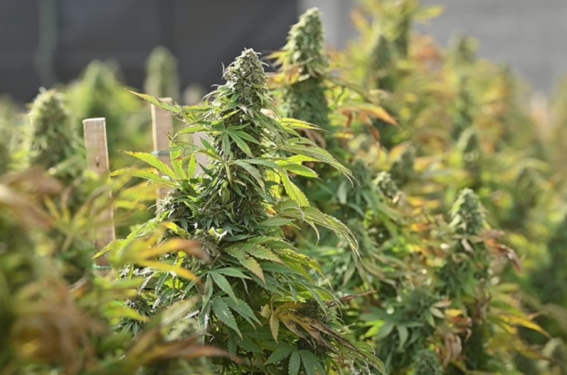 cannabis-medicinal-828x548