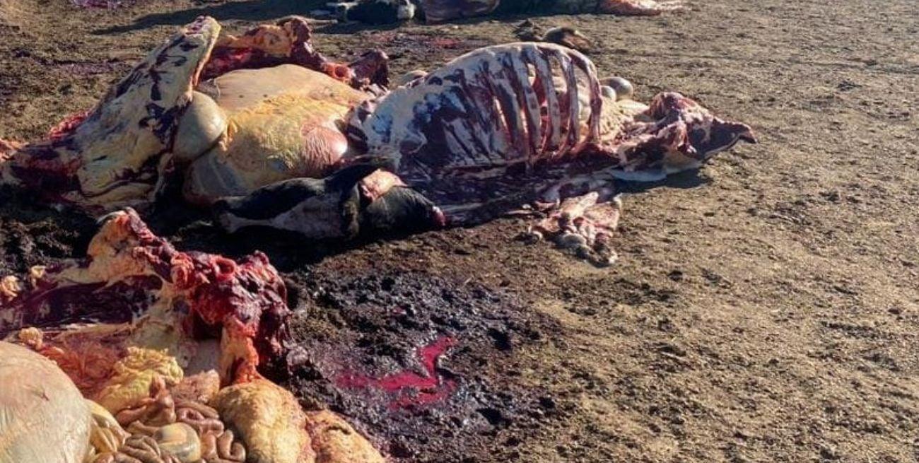 CqeVGOkuq_1300x655__1