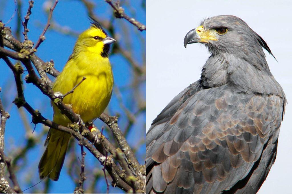 Cardenal amarillo y el águila coronada