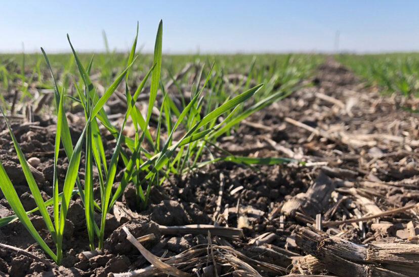 siembra-trigo-828x548