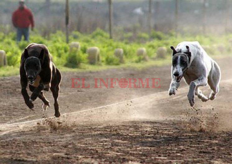 11595-galgoscarreras