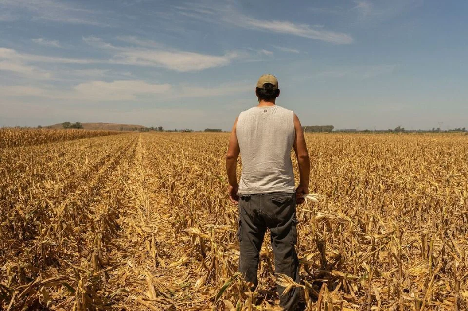 el niño campo