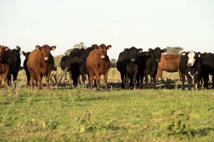 inmobiliaria-rural-hacienda-828x548