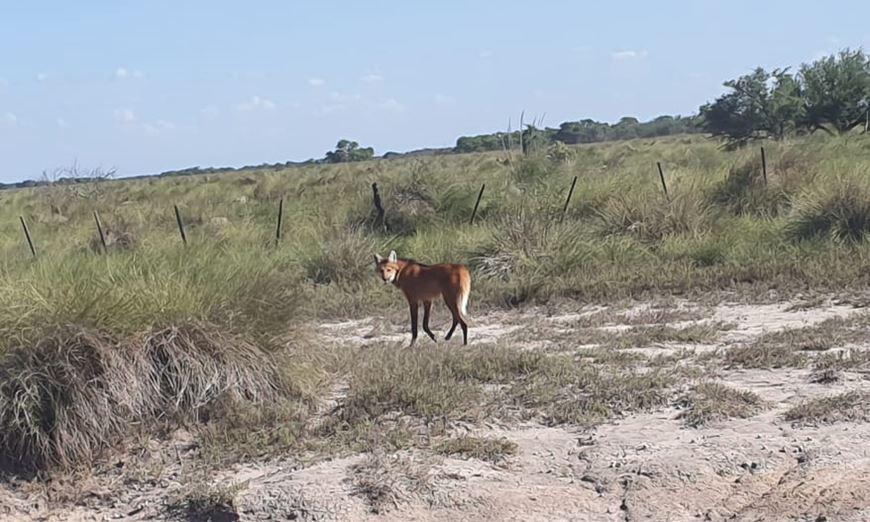 aguara