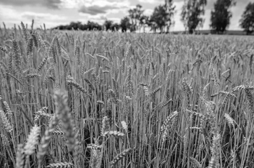 produccion-agricola-trigo-blanco-y-negro-828x548