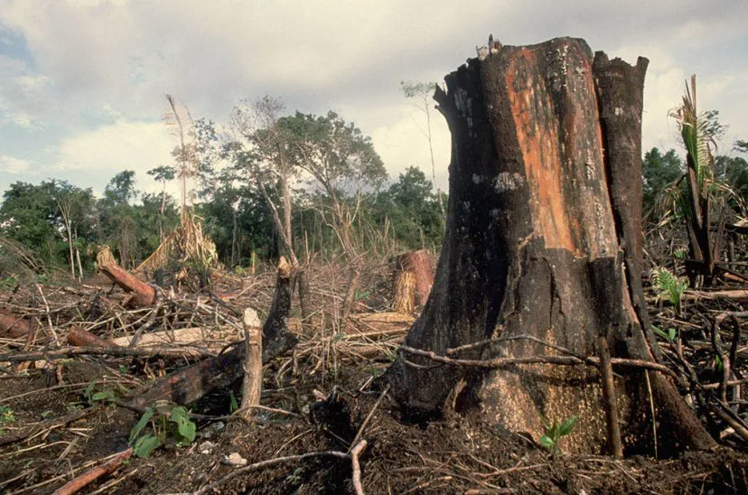 deforestacion-828x548