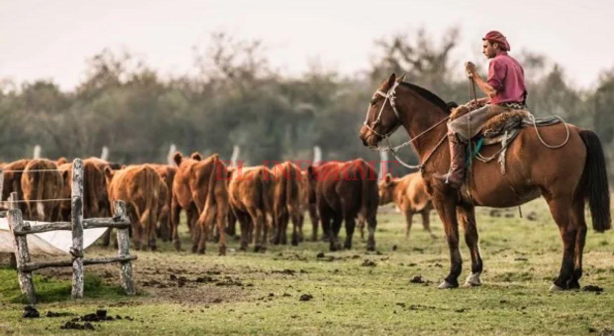 Campo (1)