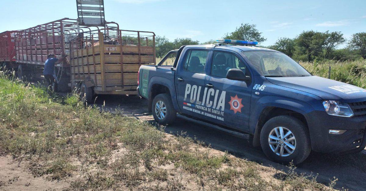 robo de ganado
