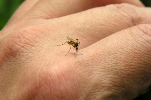 mosquito-dengue-zika