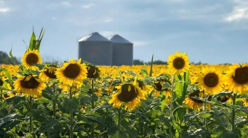 exportaciones-agroindustriales-800x445