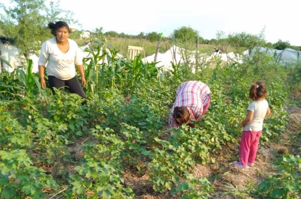 469826_agricultura_familiar_tostado_mocovi_2_1024_x_680