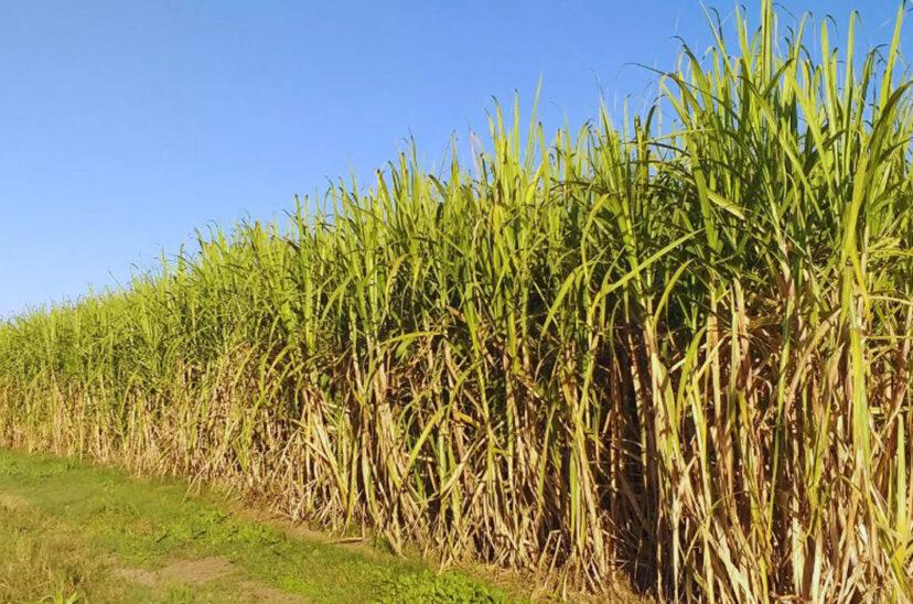 cana-de-azucar-828x548