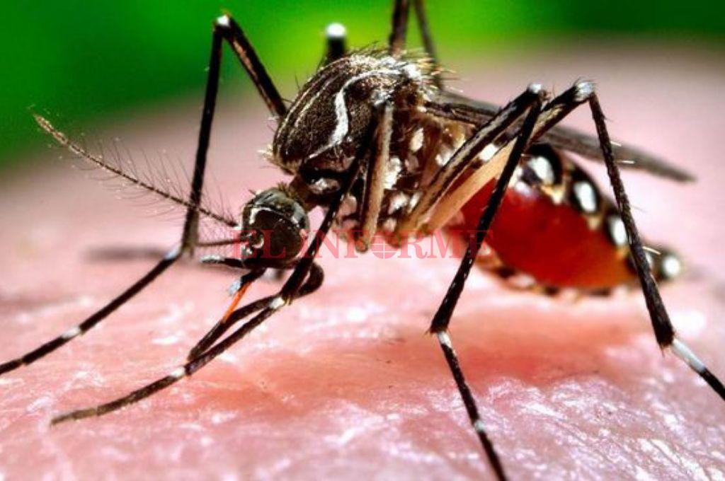 dengue (4)