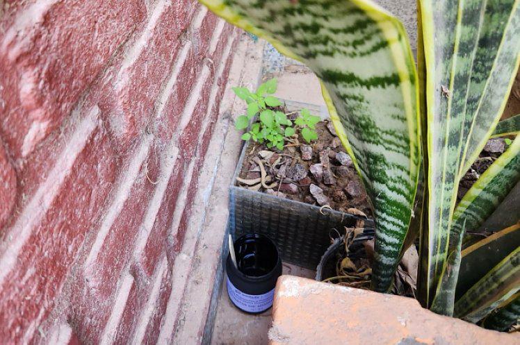 24812-dengue-ovitrampas