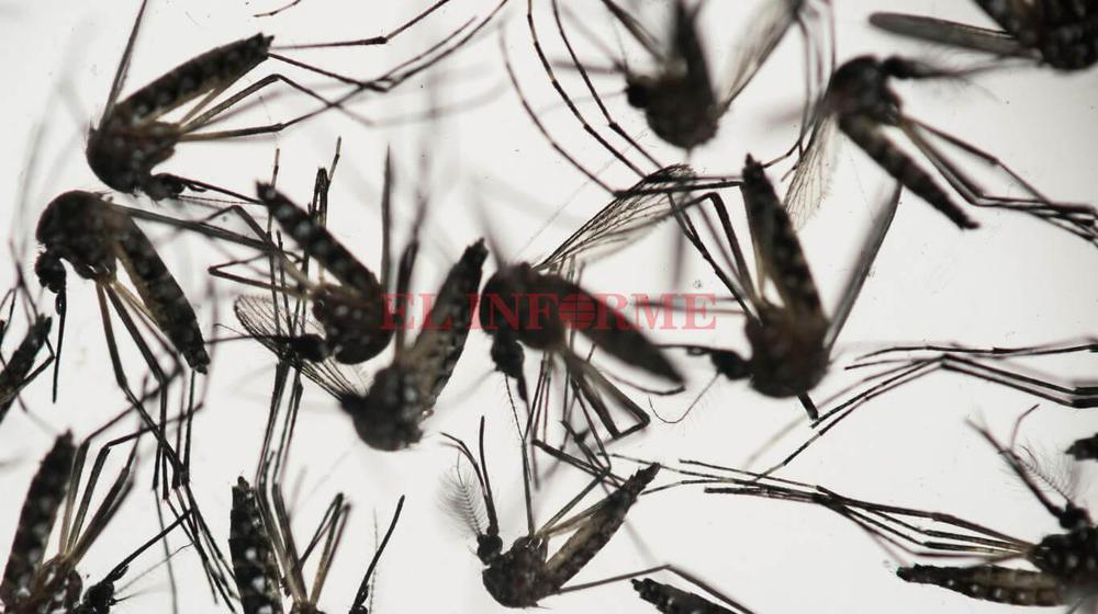 dengue (2)