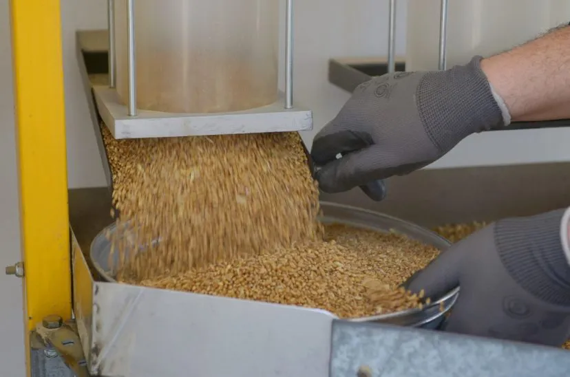 molienda-de-trigo-828x548