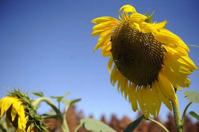 girasol