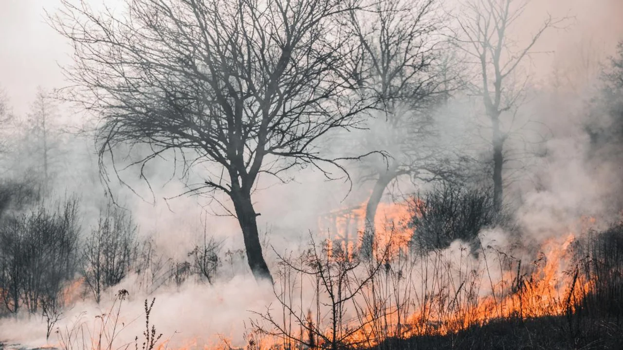 incendios forestales