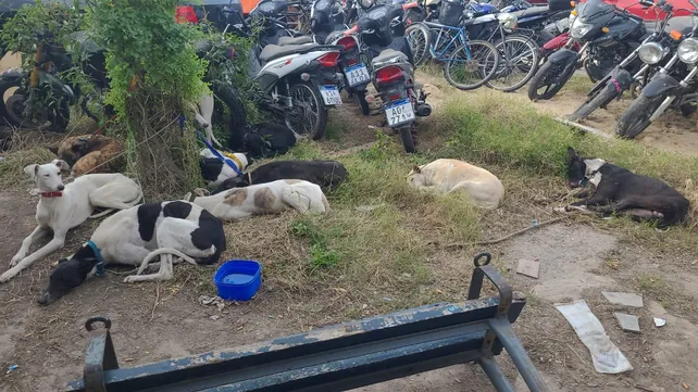 galgos-que-usaron-funes-cazar-campo-privado-y-que-fueron-devueltos-los-duenosjpg