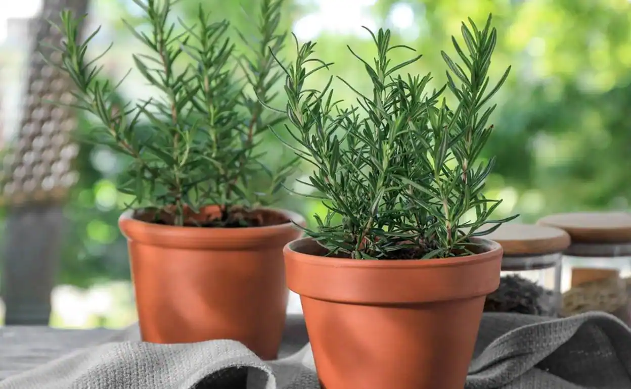 hiervas para auyentar mosquitos